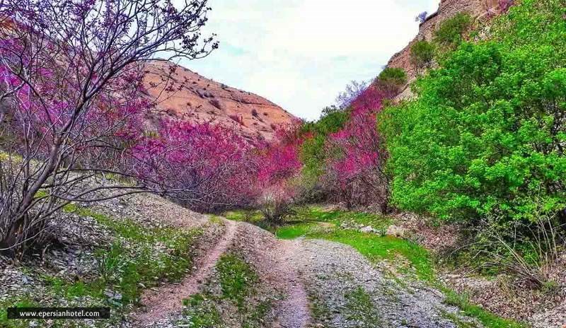 دره ارغوان مشهد
